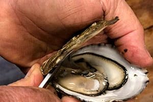 tuto-huitre-creuse-2